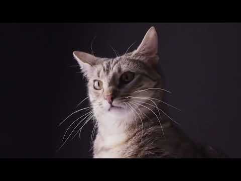 Jhoome jo pathaan  song status Arijit singh sharukh Deepika John cat dancing cartoon