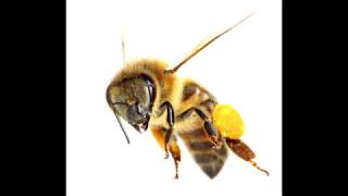 Peter Green Splinter Group // Blues Don&#39;t Change - Honey Bee