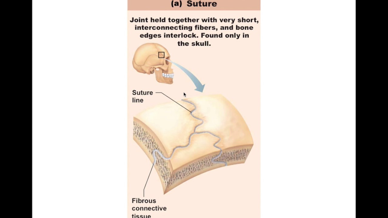 Chapter 8.2 Fibrous Joints BIO201