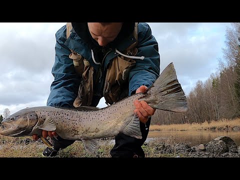 Taimenta ja Kirjolohta Syksyllä (-24 Kauden ISOIN Taimen)