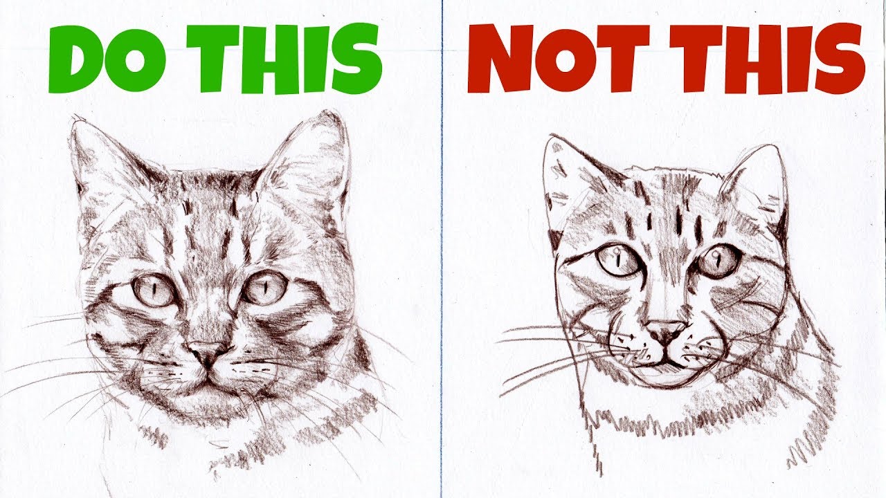 Sketching Animals: How to Draw a Realistic Cat