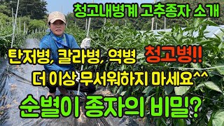 탄저병, 칼라병, 역병, 바이러스, 청고병에 강한 종자 한번 보실래요?? 고추농사 잘 짓는법!! 영상 보시고…