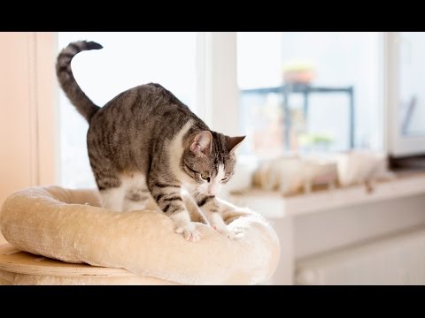Cats Kneading Compilation