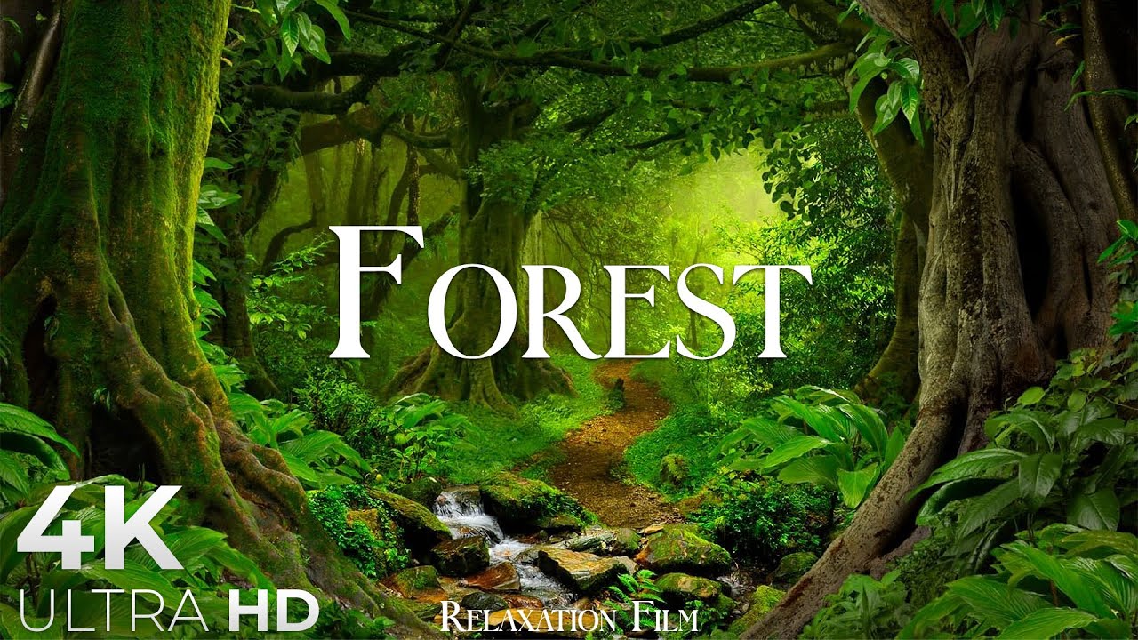 Forest 4K • Nature Relaxation Film • Peaceful Relaxing Music • 4k Video UltraHD