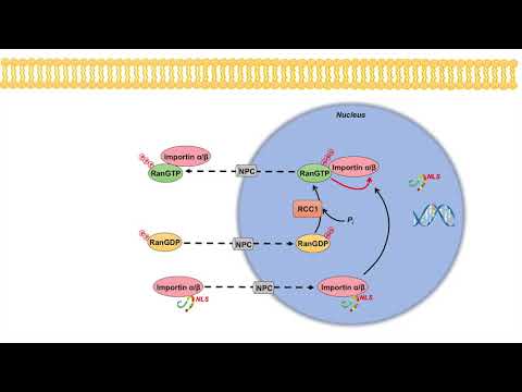 Ran GTPase Cycle and Nuclear Transport | Importins and Exportins