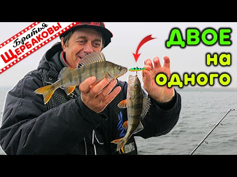 Фото В ОТВЕС за стайным ОКУНЕМ (Vertical Jigging)! Поразительно ЭФФЕКТИВНО, просто и очень АЗАРТНО!