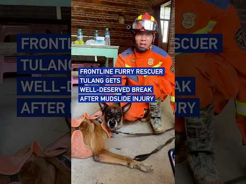 Frontline furry rescuer Tulang gets well-deserved break after mudslide injury