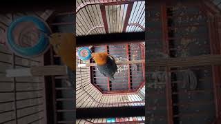 Download lagu anis merah jantan ngeriwik mp3 Download lagu anis merah jantan ngeriwik mp3