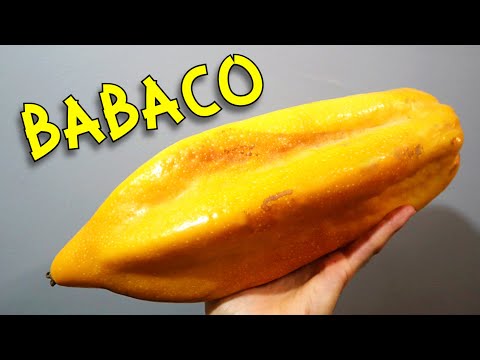 BABACO - Trying a Rare Ecuadorian Fruit Related to Papaya - Weird Fruit Explorer