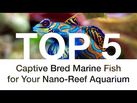 トップ 5 あなたのナノリーフ水族館のためのキャプティブ繁殖した海洋魚 (Top 5 Captive Bred Marine Fish for Your Nano-Reef Aquarium)