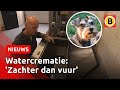 Je overleden huisdier laten oplossen in water? | Omroep Brabant