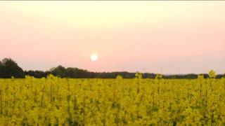 preview picture of video 'Sonnenaufgang über Rapsfeld bei Bruchhausen-Vilsen'