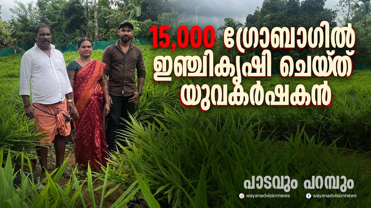 15,000 ഗ്രോബാഗില്‍ ഇഞ്ചികൃഷിയുമായി യുവകര്‍ഷകന്‍ | GROW BAG GINGER FARMING