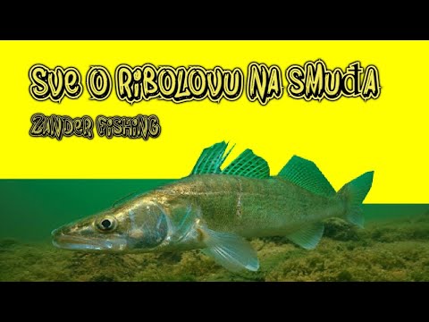 Sve o ribolovu na smuđa - VIDEO -