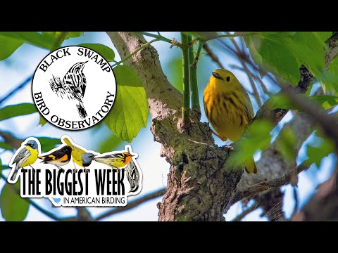 Ep 63: Black Swamp Bird Observatory & Biggest Week in American Birding