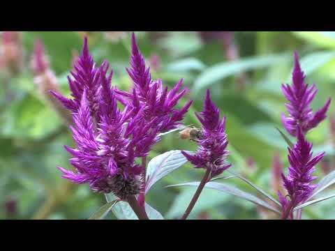 Gentle Blooming of Spring Flowers in 4K - Deep Relaxation to Spring Nature Colors & Sounds