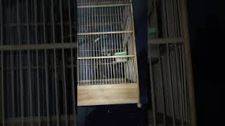 Download lagu cucak kopi mp3