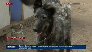 ҮЙ ЖАНУАРЛАРЫНА ЗӘБІР КӨРСЕТЕТІНДЕР ҮШІН ЖАЗА ҚАТАҢДАТЫЛАДЫ