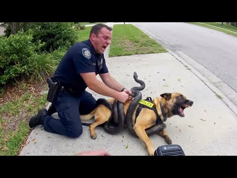 Police vs Wild Animals | Bodycam Captures Everything