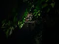 Shorts Akhiyan Da Surma New WhatsApp Status Aesthetic Status Feel The Lines