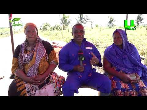 AYEKOO: WEIJA IRRIGATION PROJECT: TUBA TOMATO FARMS