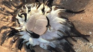 Crimson Anemone With Dozens Of Black And White Tentacles Washes Up On Australian Beach