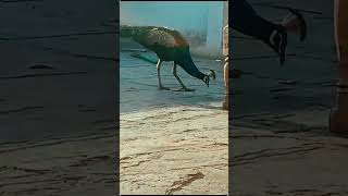 Download lagu Odhani mp3