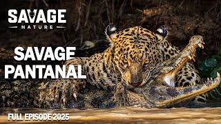WILD PANTANAL | Secret Of The Wild Land | Animal Documentary
