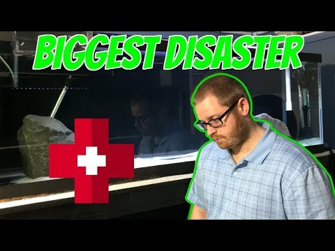 BIGGEST DISASTER EVER , ALL OF MY AQUARIUM FISH ARE DYING AND GETTING SICK