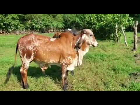 Corral Machado 🐄🐂