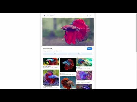 The Crunch Bunch Episode 9: Youtube