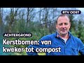 Bye bye boom: dit gebeurt er met jouw afgedankte kerstboom | RTV Oost