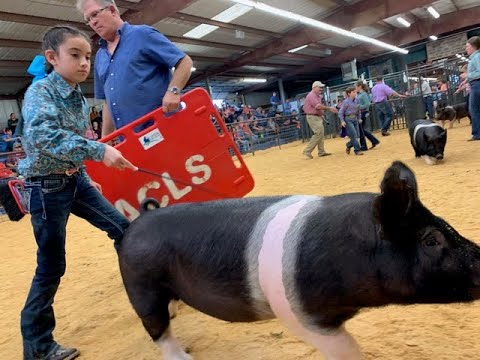 Somerset FFA 2020 Atascosa Livestock Show Market Hog Day