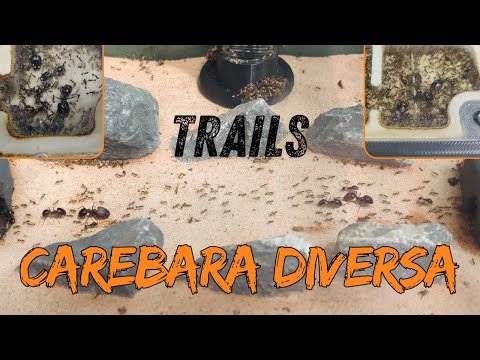 The Carebara Diversa Trails (Asian Marauder Ants)