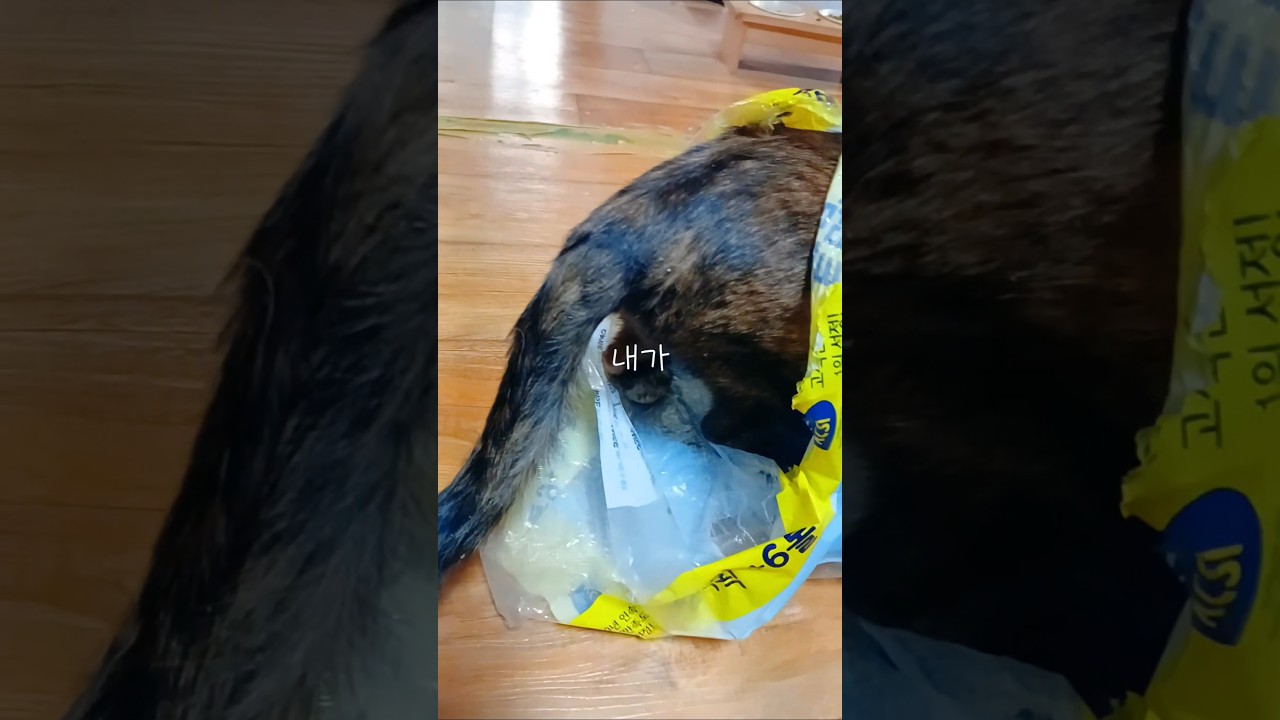 간식 때문에 화난 치타? #고양이 #cat #고양이영상