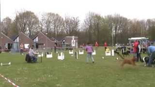 preview picture of video 'Flyball competitie 2013: HSV Rijk van Nijmegen (Nijmegen, 2013-04-21)'