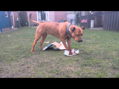 Boerboel x rottweiler beau tearing up a box