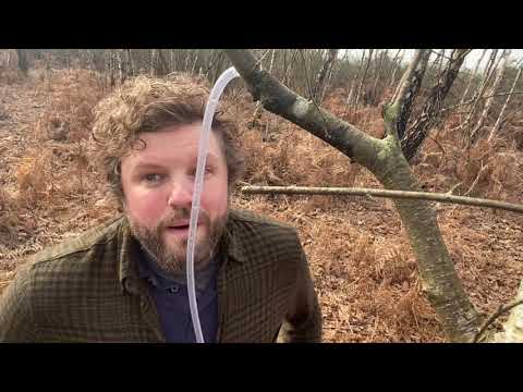 How to Tap Birch Sap