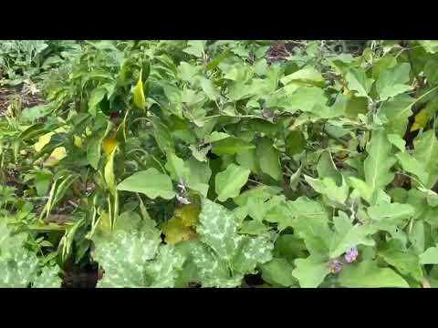 Fruits n' Cahoots  , Davie , Florida , March 19 2023 , #3