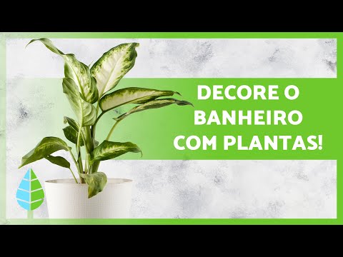 , title : '10 PLANTAS de INTERIOR para o BANHEIRO 🌵🚿 (Nomes e Cuidados)'