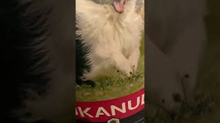 Eukanuba Adult Maintenance petite et moyenne race riche en agneau et riz 21/01/23 zoomalia