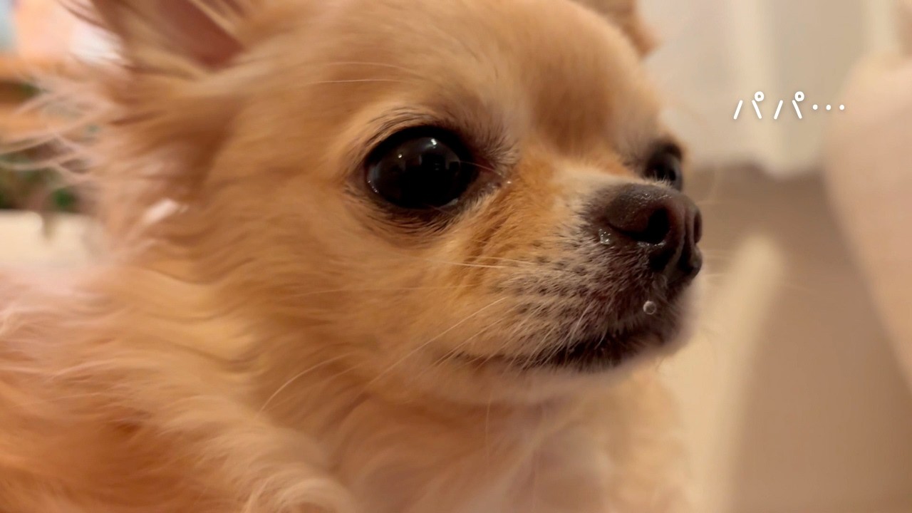 パパが帰ってきたと勘違いしてずっと待ち続けるチワワ