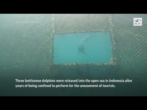 Rescued dolphins swim free from Bali sanctuary