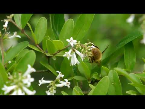 ゴールドイボタノキ 植物