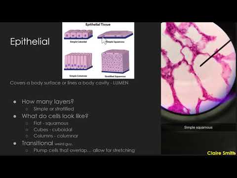 BI207 - Lab 3 - Histology