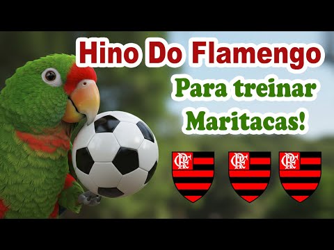 Ensine a MARITACA e o PAPAGAIO a assobiar o HINO do FLAMENGO! Aprende em poucos minutos!
