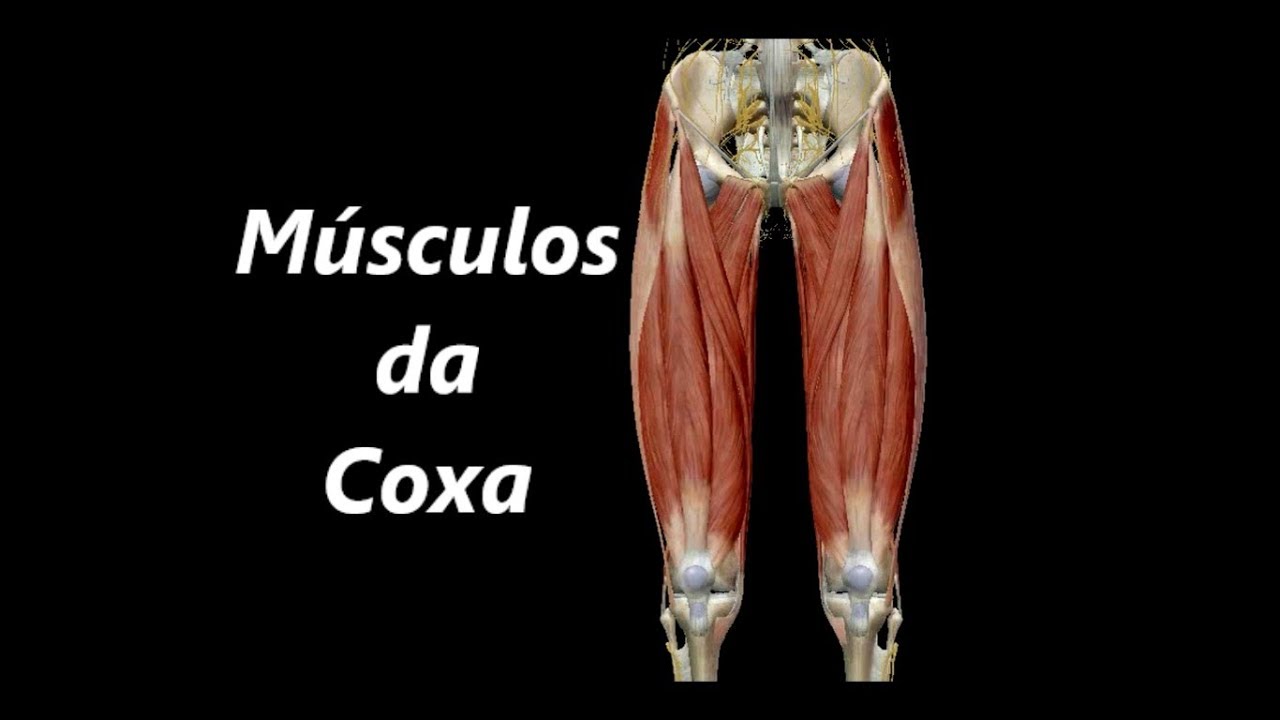Anatomia dos Músculos da Coxa em 3D