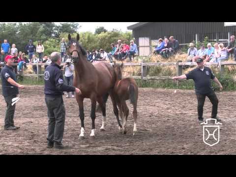 NF215 Stutfohlen von Baloubet de Rouet   Casall   Chin Chin Apple Geräte HD Höchste Qualität