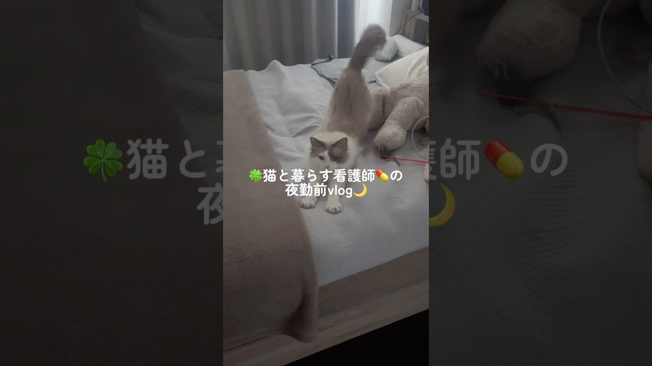 🍀猫と暮らす看護師💊の夜勤前vlog🌙