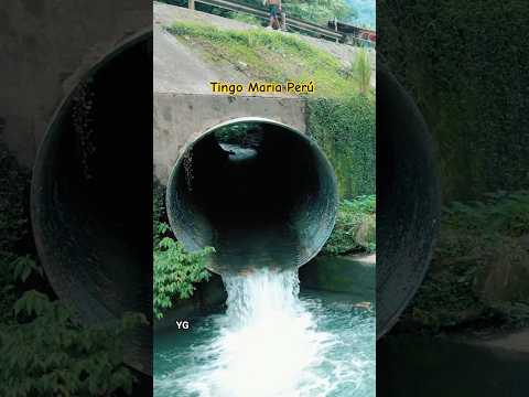 La Alcantarilla-Tingo María 🌴💚🇵🇪😍 #turismo #huánuco